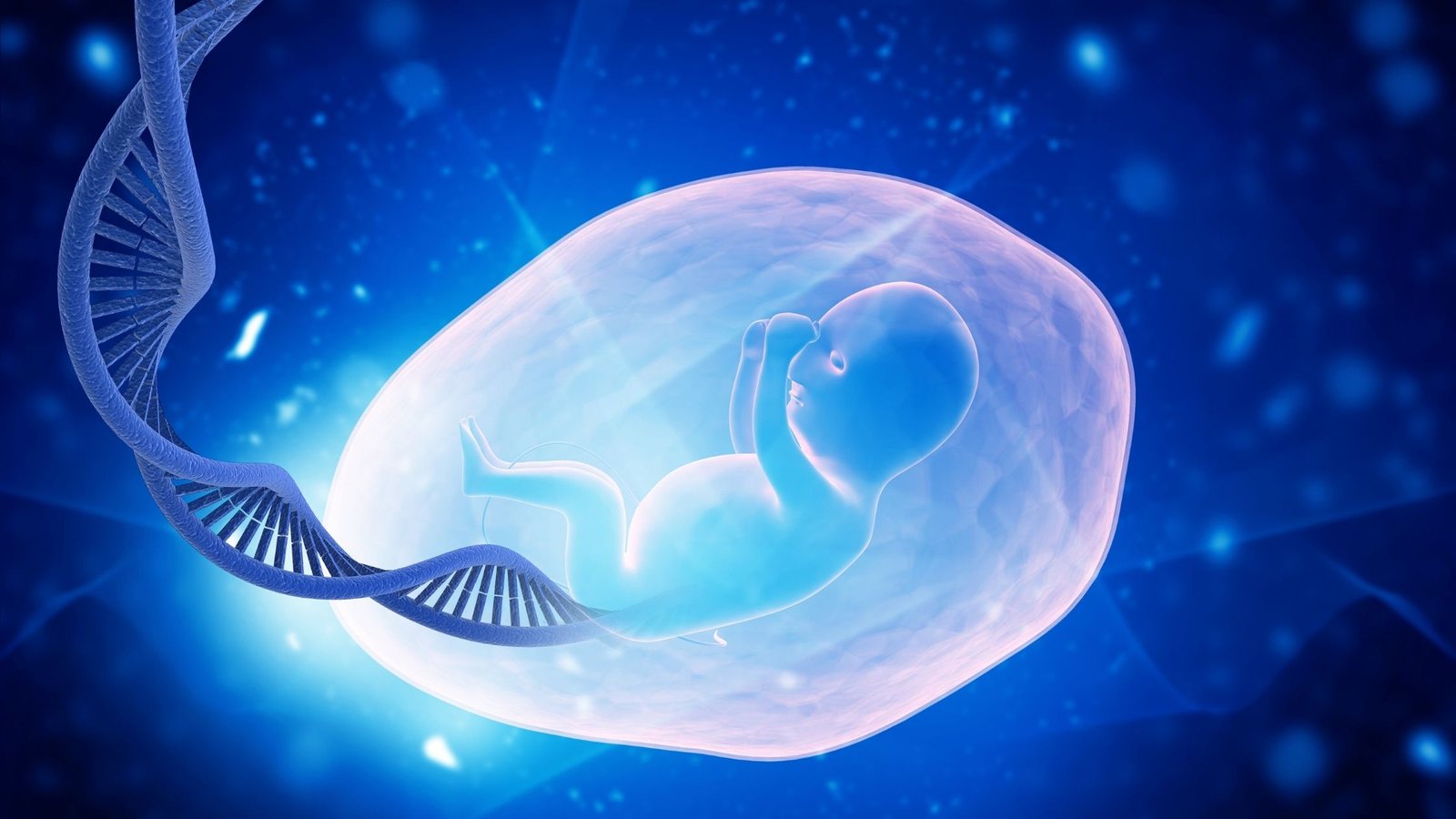 The Placenta
